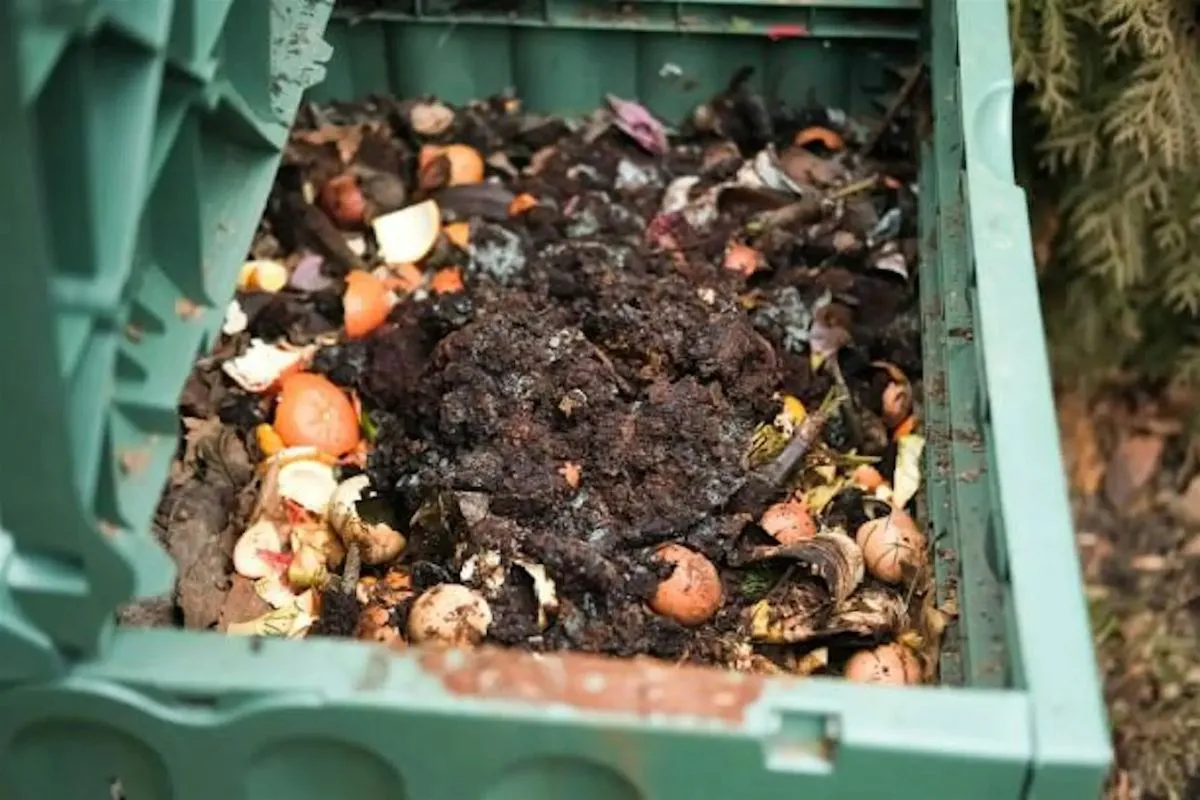 Composting dirt with food scraps.
